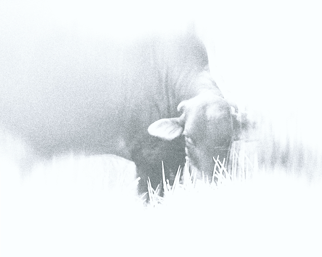 树木遗失的记忆 封面